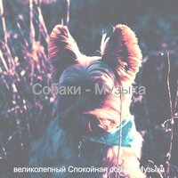 Собаки - Музыка