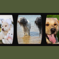 Smooth Jazz Chill Out - Ambiance for Calmed Puppies