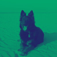 Piano Solo (Music for Relaxing Pups)