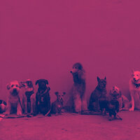 (Piano Solo) Music for Sleepy Dogs