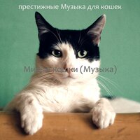 Милые кошки (Музыка)