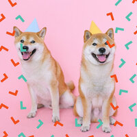 Background for Separation from Dogs - Calming Jazz For Dogs